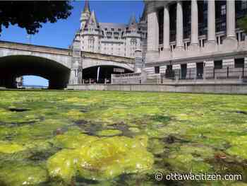 The blob that ate the canal: Parks Canada weed harvester to begin work Monday