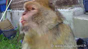 Leforest : une amende de 500 € pour avoir « gardé » un singe magot, espèce protégée, pendant une journée - La Voix du Nord