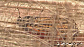 Virtual butterfly release aims to help bring people together in WNY