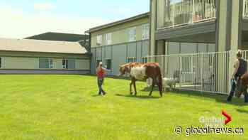 Lethbridge Therapeutic Riding Association uplifts seniors with therapy animals amid COVID-19