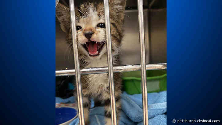 Animal Friends Rescues Kitten From Storm Drain In Allegheny County