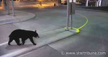 A first for St. Paul's Union Depot: Black bear on premises