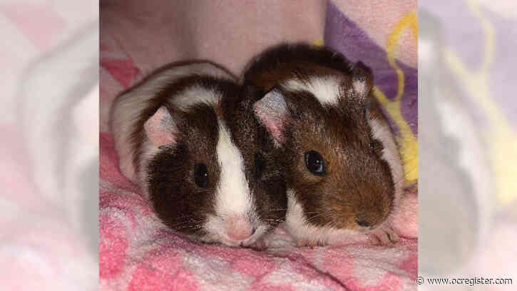 Guinea pigs Ginger and Nutmeg would fit into any home