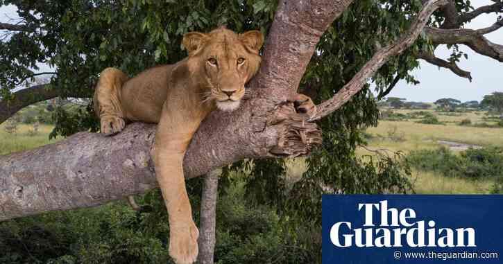 Researchers capture drone footage of African 'tree lions' in conservation study – video