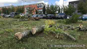 Arras : polémique après l'abattage d'arbres aux Rosati, « mauvais timing mais bonne stratégie » plaide le maire - La Voix du Nord