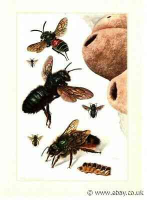 Antique Colour Printing: Wild Bees Original 1957 Apidae Insect Table Bild Nature