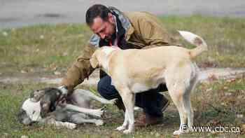 Officials probe arrival of 500 puppies, 38 of them dead, aboard flight from Ukraine
