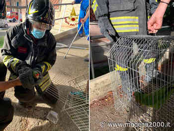 A Fontanelice i pompieri recuperano un pappagallo fuggito al proprietario - Modena 2000