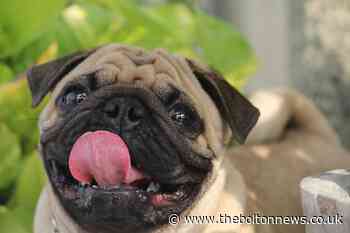 The dog breeds at higher risk of heatstroke - and how to prevent it