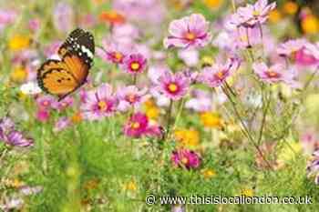 Wildflower seeds to mark Southall care home's open day