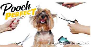 New BBC show Pooch Perfect is looking for dogs to take part