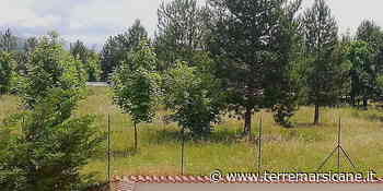 Erba alta ad Avezzano nord. Disagi per chi passeggia e fa sport - Terre Marsicane