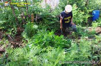 Piante di erba sui Monti Lattari: maxisequestro - anteprima24.it