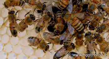 Pesticidi spruzzati con l'erba ancora alta, muoiono decine di migliaia di api. - Oggi Treviso