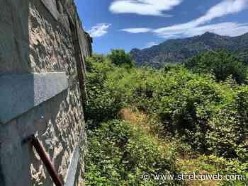 Africo, la raccolta dell’erba di San Giovanni: che “caccia i diavoli” e fa bene alla pelle [FOTO] - Stretto web