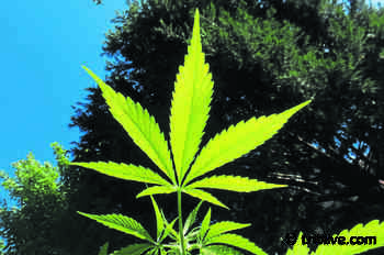 Pa. Supreme Court: Counties can't ban probationers from using medical marijuana - TribLIVE