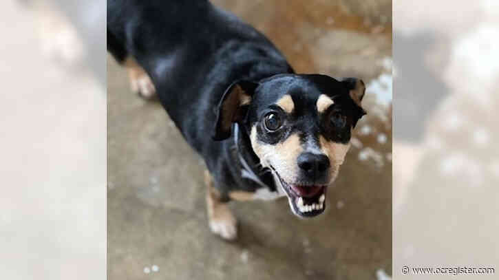 Chihuahua-min pin mix Chespi is an active little dog
