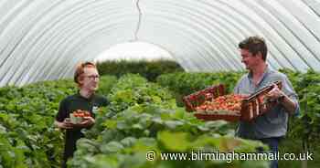 Fruit picking - how popular farm shop harvests their produce to survive