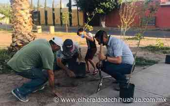 Llevan reforestación al Pedregal - El Heraldo de Chihuahua
