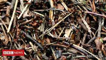 Great Yorkshire Creature Count under way