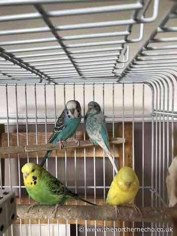 Happy ending for dumped Gateshead petrol station budgies - The Northern Echo