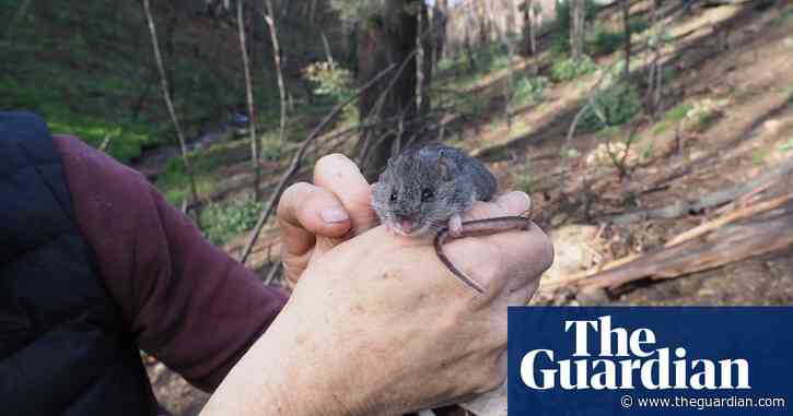 Endangered smoky mouse, feared wiped out during bushfires, found alive in Kosciuszko national park