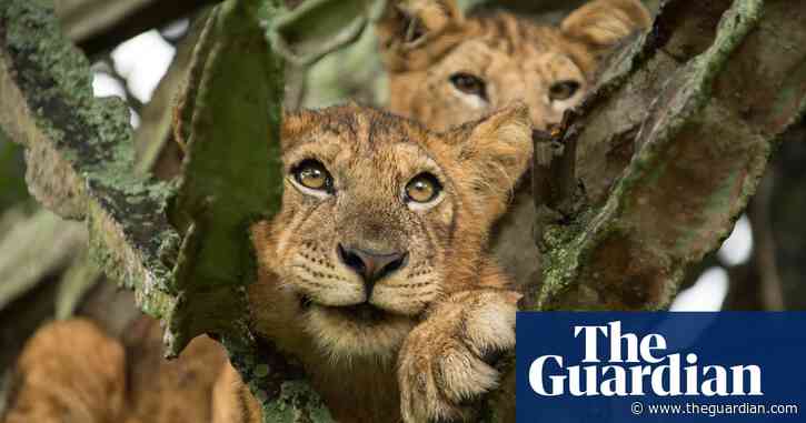 The cat's whiskers: new way of counting lions could boost conservation efforts