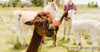 You can walk and pet alpacas at this farm near Toronto but you'll need to social distance - blogTO