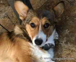 ‘Backyard breeders’ import commercially bred pups, skirting spirit of new law