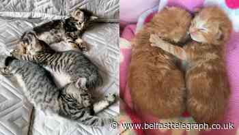 Thousands of extra kittens could be born due to lockdown restrictions