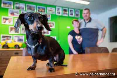 Illegale hondenhandel groeit: fokkers halen pups met kratten tegelijk uit Hongarije