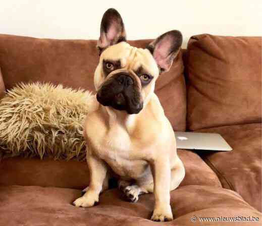 Eigenaar Franse buldog Rudi krijgt schadevergoeding: “Dat ik onwetend aan broodfok heb meegewerkt, voelt niet oké”
