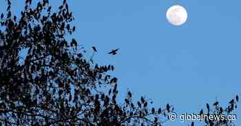 Alberta researchers find much higher bird populations in province than previously thought