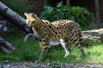 Ongeruste buurtbewoners seinen politie in over 'aangelijnde luipaard' in Harderwijk