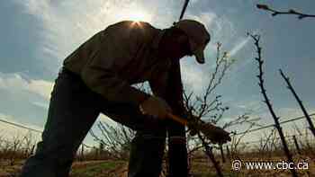 Third Ontario migrant worker dies of COVID-19