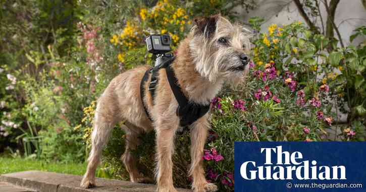 Celebrity Snoop Dogs: the four-legged solution to making TV in a pandemic