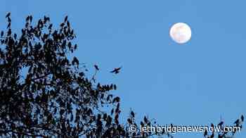 Survey estimates much higher Alberta bird populations than thought - Lethbridge News Now