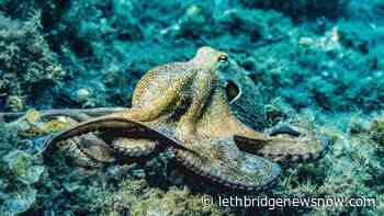 Petition aims to extend research animal protections in the U.S. - Lethbridge News Now