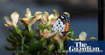 On the ledge: life goes on for butterflies in Mumbai – in pictures