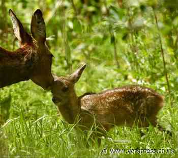 PHOTO OF THE DAY: With love from mother deer-est!