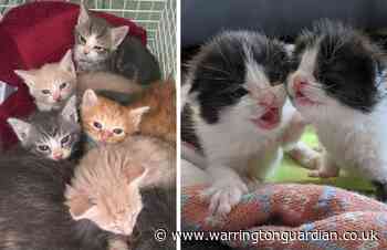 Kitten crisis: Why the UK could have thousands of extra births this summer
