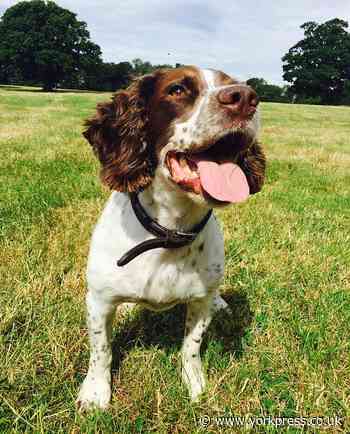Spaniel stolen from outside house in Long Marston, York