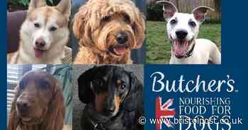 The UK's hero dogs providing a 'lifeline' for owners in isolation - Bristol Live