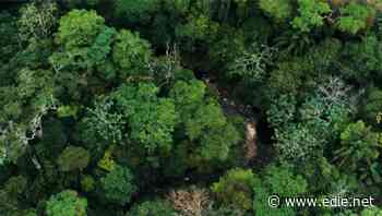 World Rainforest Day: Dozens of retailers commit to deforestation-free fashion supply chains