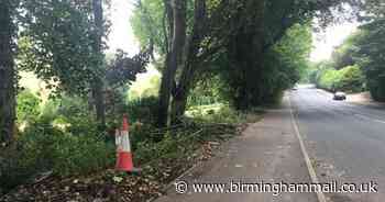 Dad and two sons killed while walking dog on Father's Day