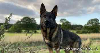 Police dog hunts down suspected dangerous driver hiding in the woods
