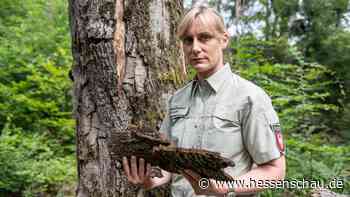 Fast alle Bäume im Frankfurter Stadtwald geschädigt - hessenschau.de