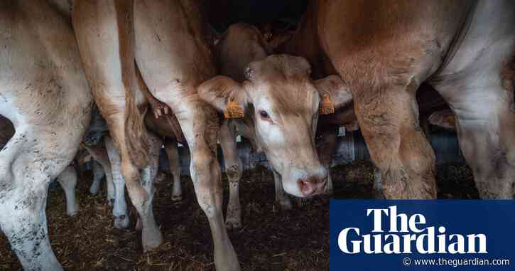 Campaigners welcome 'historic' EU inquiry into live animal transport