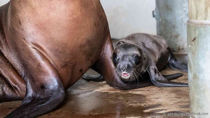 Pittsburgh Zoo & PPG Aquarium Welcome Smiley, The Adorable Sea Lion Pup