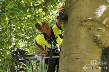 Kauw hangt omgekeerd aan een boom in Ede